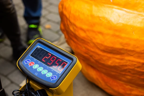 Šogad par Latvijas lielāko ķirbi atzīts izaudzētais 295 kilogramus smags dārzenis