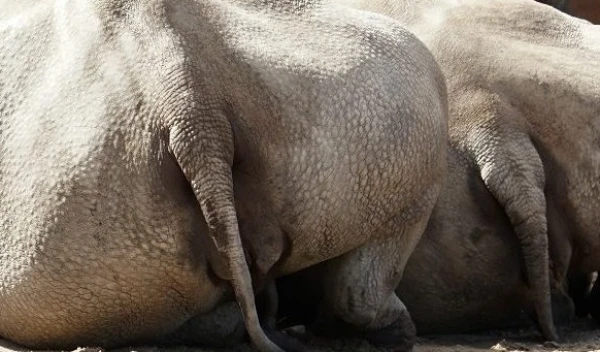 Tallinas zooloģiskajā dārzā ražo visekzotiskākos mēslojumus Igaunijā