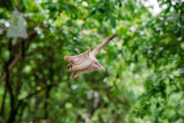 Kā daba izgudroja lidojumu no jauna: plānojošo radību noslēpumi