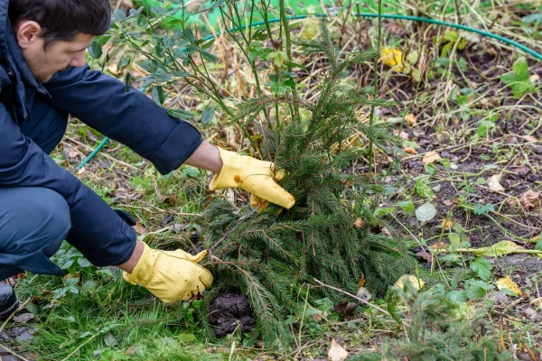 Ne tikai ar egļu zariem: 4 augu patversmes varianti, kas nav sliktāki