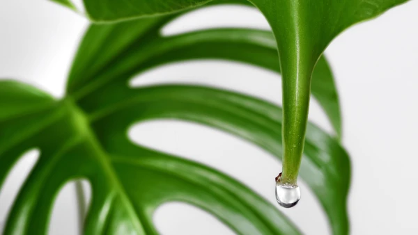 Kāpēc monstera „raud» pirms lietus