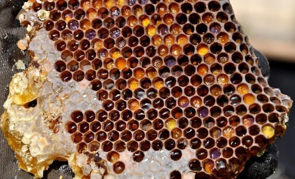 Noderīgu īpašību krātuve: kas ir bišu maize un kam to vajadzētu ēst