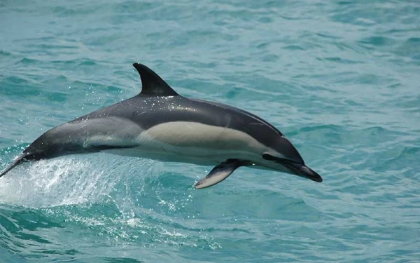 Delfīni Atlantijā dzīvo par 7 gadiem īsāk — biologu nosauktie iemesli