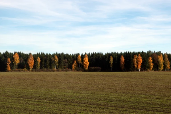 Ziemas kultūras visos Latvijas reģionos šobrīd izskatās labi, taču kāpostu pangu smecernieks uzbrūk