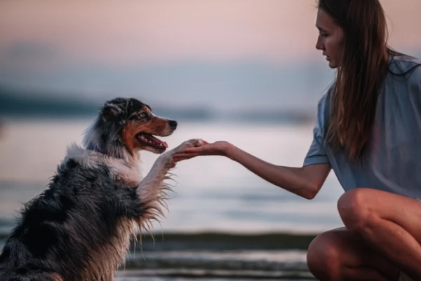 Ko vēlas teikt jūsu suns: visbiežāk sastopamo ķepu kustību atšifrējums