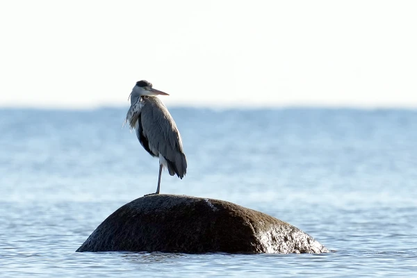 Dienā saule gaisu sasildīs līdz +11 grādiem