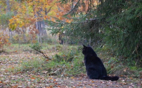 Novembris pārsteigs: gaidāms silts un brīžiem lietains laiks