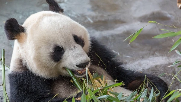 Otrā lielākā zooloģiskā dārza Somijā pārdeva par 1 eiro pēc bankrota