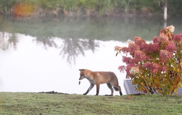 Ceturtdien vietām gaidāms neliels lietus