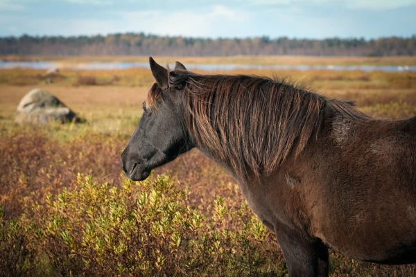 Gaisa temperatūra piektdien sasniegs +11 grādus