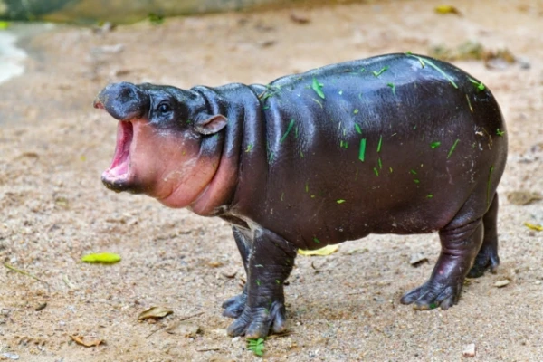 Hippopotami Eiropā dzīvoja līdz pirms 30 tūkstošiem gadu: kāpēc viņi no šejienes aizbēga?