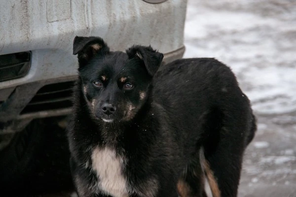 Ciniķi un izsistie: cilvēki arvien biežāk izmet mājas dzīvniekus uz ielas