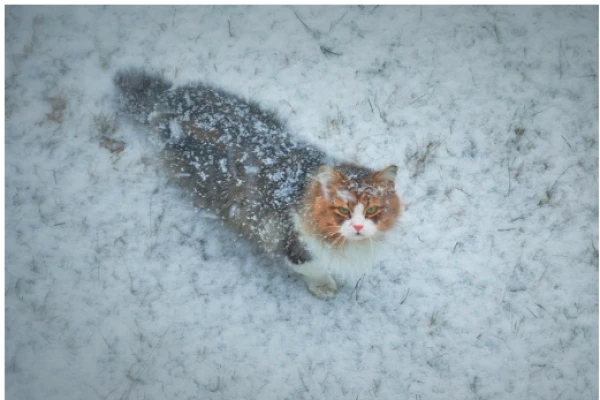 Ekstremāli auksta ziema jau tuvojas Latvijai - sinoptiķi. Kad?