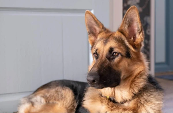 Latvija Moldovai nodos divus Valsts robežsardzes suņus