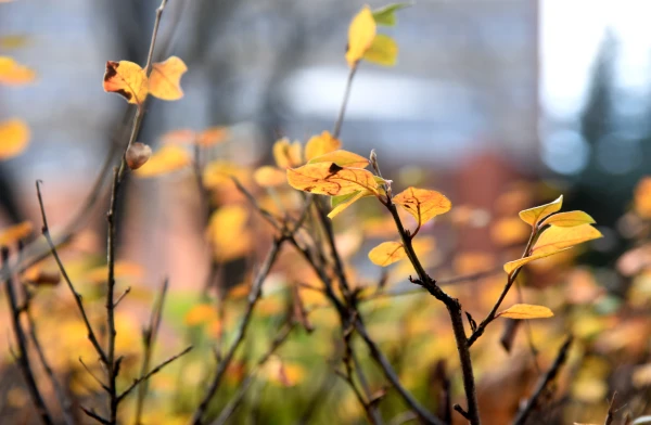 Nedēļas nogalē nav gaidāmi lieli nokrišņi