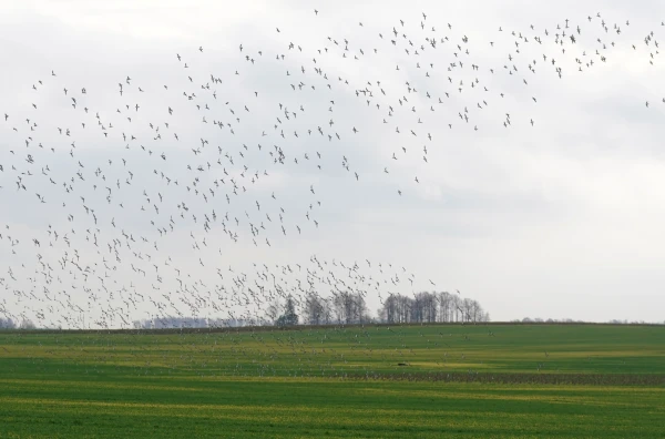 Ceturtdien Kurzemē gaiss iesils līdz +13 grādiem