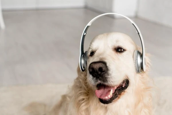 Suņi uztver vārdus kā mazi bērni