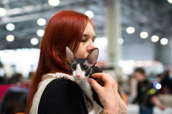 Kalifornijas veterināriem aizliegts noņemt kaķu nagus