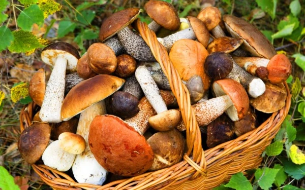 Sēņu mīļotāji retāk cieš no depresijas — pētījums