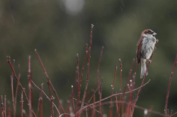 Sinoptiķi pastāstīja, kā sāksies darba nedēļa