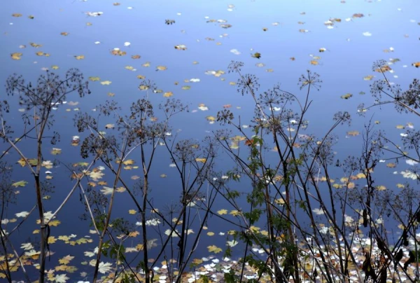 Sniegs, apledojums, brāzmains vējš - sinoptiķi pastāstīja par laikapstākļu maiņu
