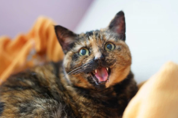 Ar ko kaķi asociē cilvēku runu?