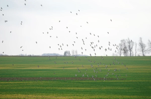 Novembra sākums Latvijā bijis četrus grādus siltāks par normu