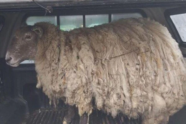 Fiona — visvienīgākā aita Apvienotajā Karalistē, kas izglābta no ieslodzījuma