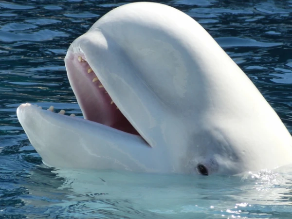 Pirms 40 gadiem ar mūzikas palīdzību izdevās izglābt tūkstošiem vaļu: kā tas notika