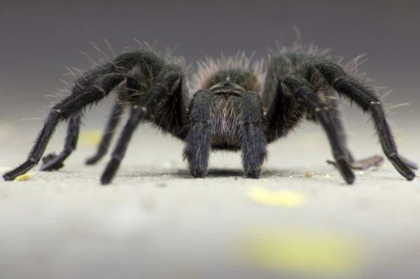 Kāpēc vabolei ir sešas kājas, bet zirnekļiem astoņas?