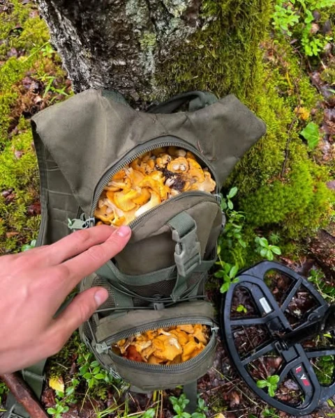 Latvijā turpinās sēņu sezona. Mikologs skaidro, kāpēc šogad tā ir tik ilga