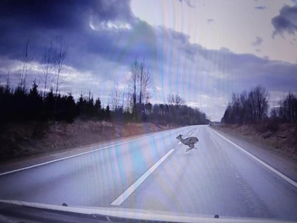 Vairāk nekā tūkstotis! Saskaitīts, cik meža dzīvnieku kļuvuši par upuriem uz Latvijas ceļiem