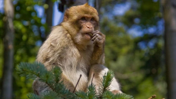 Kur dzīvo pērtiķi Eiropā?