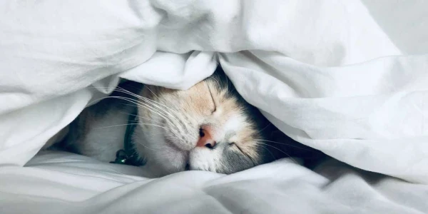 Dienas miegs ir labvēlīgs sirdij - pētījums