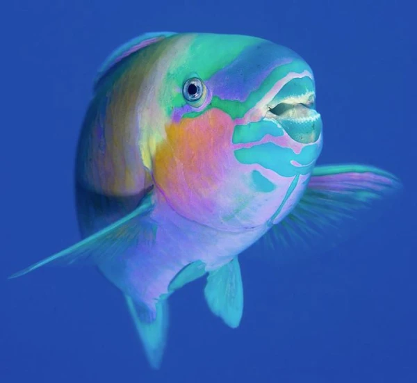 Kā izsalkušas zivis spēj mainīt savu dzimumu