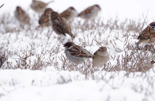 Nakts atnesīs sniegu, bet pirmdiena - mitru un slidenu laiku visā Latvijā