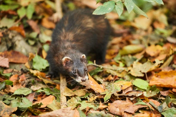 Эти животные, они такие милые.