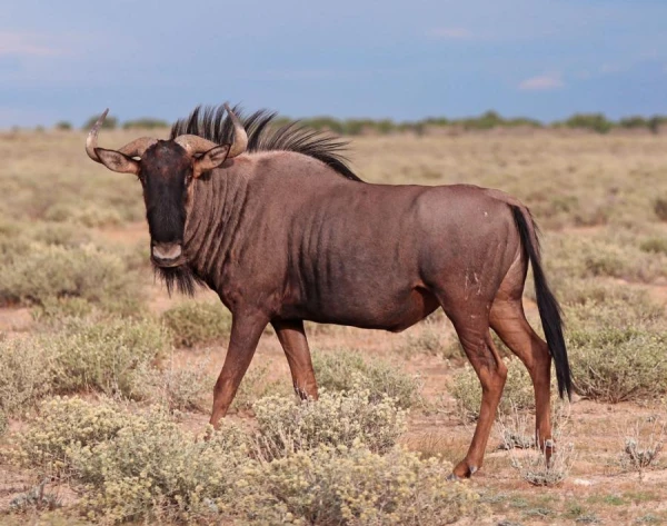 Kādi ir līdzības starp bruņurupučiem un gnu antilopēm? Jūs noteikti nenojaušat!