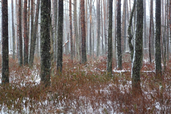 Līdz mēneša beigām palaikam gaidāms sniegs