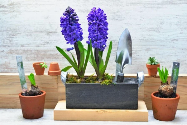 Kā atbrīvoties no mušām, kas parādījušās telpaugu vidū?