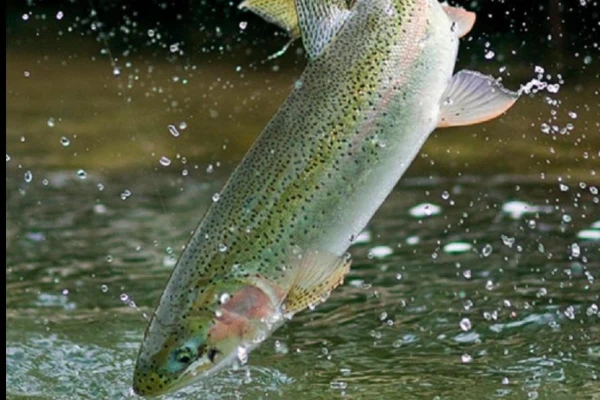 Karkade aizsargā foreles no amonjaka - pētījums