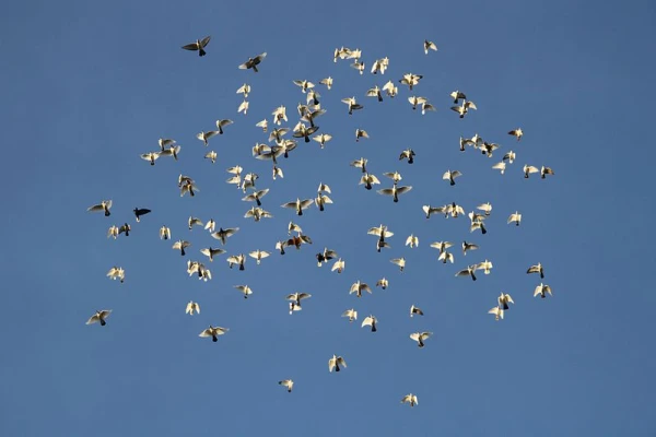 Kā baloži nomaina neefektīvus līderus