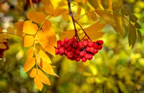 Sinoptiķi iepriecināja ar prognozi brīvdienām