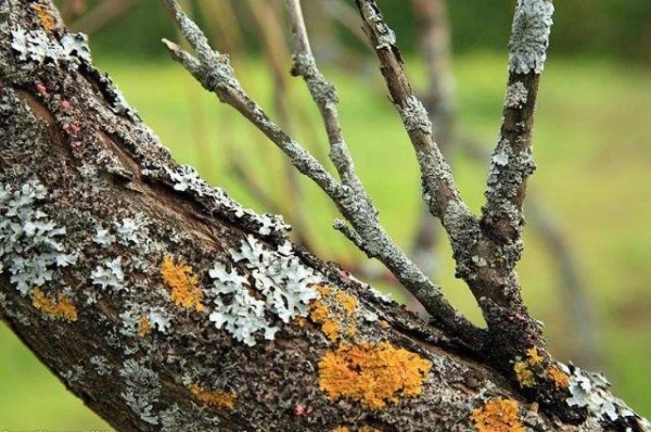 Vai mežā var izmantot sūnas uz kokiem kā orientieri?