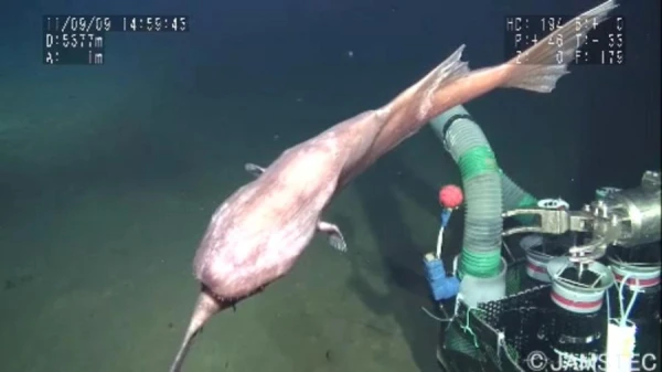 Kāpēc dažas zivis dod priekšroku peldēt ar vēderu uz augšu: ērtības vai nepieciešamība?