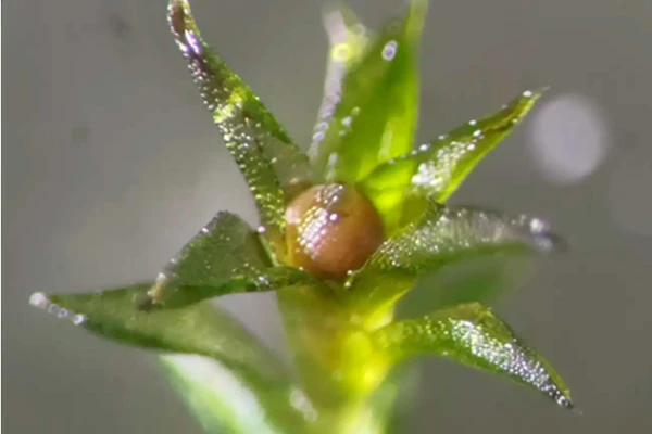 Этот мох вырос из споры, которая находилась в открытом космосе девять месяцев.