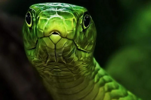 Nīderlandē meklē ārkārtīgi indīgu izbēgušu čūsku