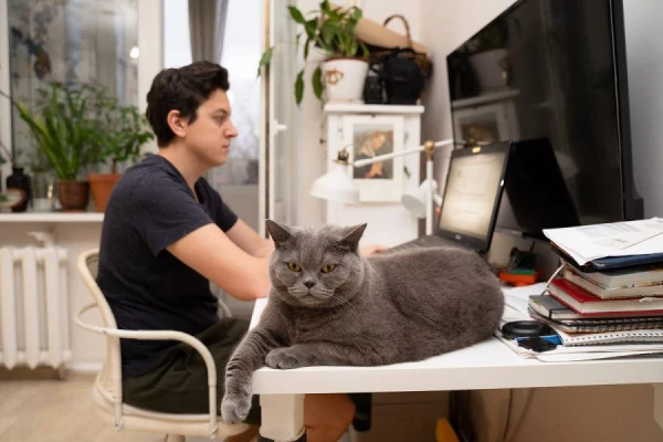 Veterinārārsts brīdina par riskiem kaķiem mājas apstākļos