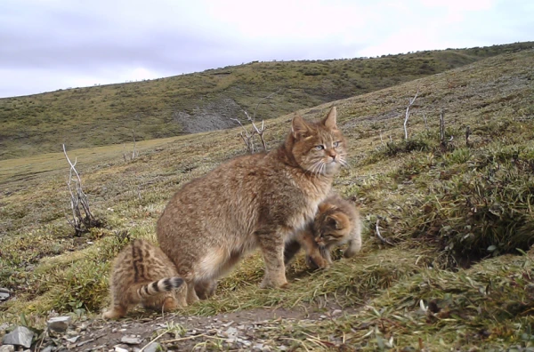 Kāds kotocīds. Jaunzēlande iznīcinās 2,5 miljonus savvaļas bezpajumtnieku kaķu