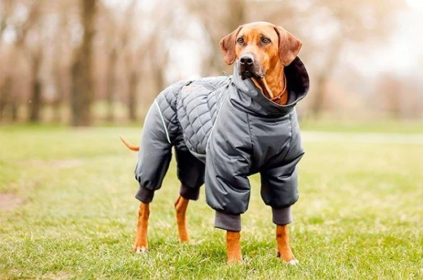 Kāpēc aukstumu sauc par «suņu»?